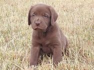 Neun zuckersüße reinrassige schokobraune Labrador-Welpen suchen ein liebevolles neues Zuhause! - Amberg