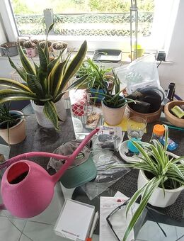 Pflanzen für die Wohnung und den Wintergarten - Waldbreitbach