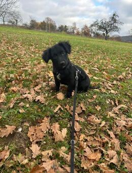 Hundekind sucht Bestplatz - Dillingen (Donau)