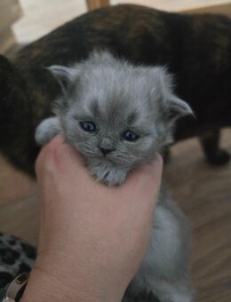 Britisch Langhaar Kater in blau smoke - Arenshausen