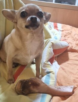 Kleine Chihuahua Prinzessin in einen schönen ruhigen Platz mit vielen Streicheleinheiten abzugeben - Weinstadt