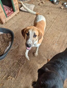 Mischlingsrüde Don 6 Monate alt - Angern