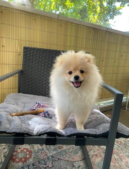 Pomeranian Zwergspitz Welpe süß - Wiesbaden