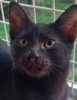 PAUL - seit Kittenalter im Tierheim - Sulzbach-Laufen