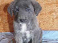 Kangal Mix Welpen - Fünfseen