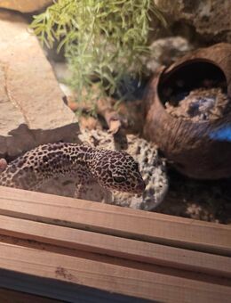 Leopardgecko männlich und weiblich - Osterhofen