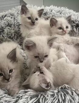 Ragdoll- Kitten - Saterland