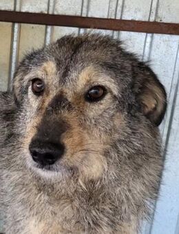 Hündin Anca sucht liebe Menschen - Neuhausen (Fildern)