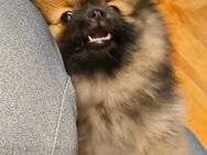 Reinrassig Zwergspitz Pomeranian - Schweinfurt
