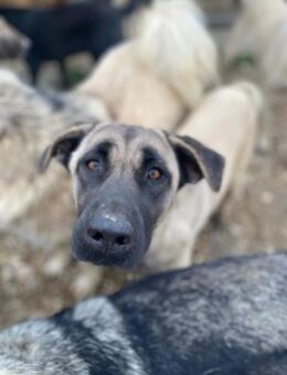 Wunderbare Shiva - Beckingen