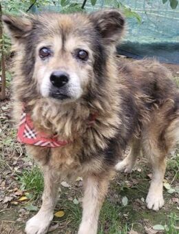 AMON, hungrig nach Streicheleinheiten - Alfeld