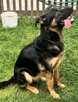 Schäferhund Mischling sucht - Cham