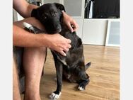 Lorca - Traumhund für Anfänger & Familie - Freudenstadt