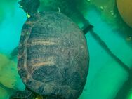 Gelbwangenschildkröten abgeben - Burgau