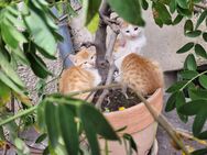 Süße Kätzchen suchen ein neues Zuhause - Teisendorf