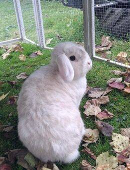 TOLLER KASTRAT (4J./geimpft) AUßEN+INNENHALTUNG! Mit Beratung! Auch Leihkaninchen - Meinerzhagen