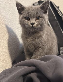 BKH Kitten Männlich - Dortmund Mengede