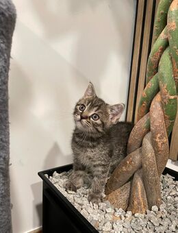 Reinrassige BKH Kitten - Zwei zauberhafte Geschwister suchen ein Zuhause - Süßen Zentrum