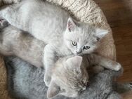 BKH Kitten Katzen - Bochum Eppendorf