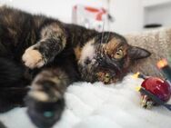 🌺 Liebliche Schmusekatze Diana 🌸 - Eislingen (Fils)