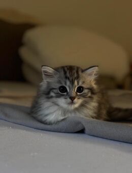 Sibirische Katze - Köln