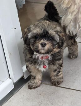 Bolonka Zwetna Welpen - Iserlohn