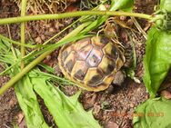 junge griechische Landschildkröten THB von 2024 - Königslutter (Elm) Zentrum
