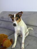 Jack Russell Terrier „Chicko“ in 34225
