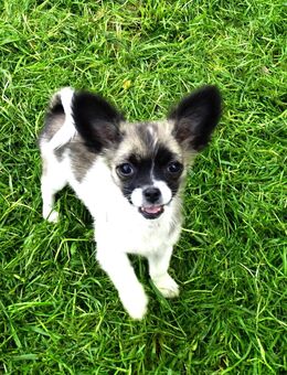 Kleiner Chihuahua-Bube, Langhaar - Babenhausen (Bayern)