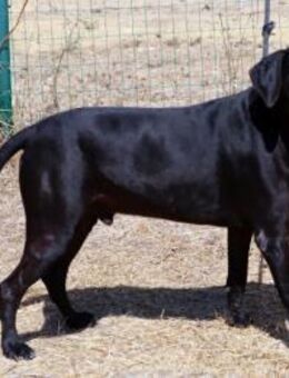 Amadeo, ein guter Junge - Brunstorf