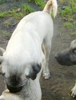 Kangalwelpen - Sulingen