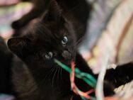 Katzenbabys - Gelsenkirchen Bulmke-Hüllen