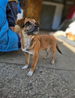 Junghund Pit hat viel Energie - Chemnitz