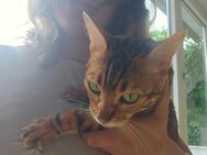 Coco Bengal Katze - Neuenbürg
