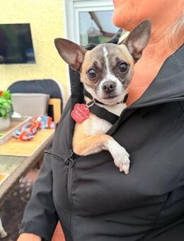 kleiner Prinz sucht kuschliges Zuhause - Berlin