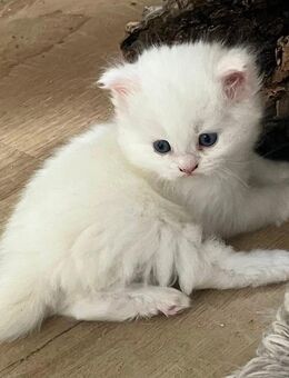 Britisch Langhaar Kitten in weiss - Rothenburg (Tauber)
