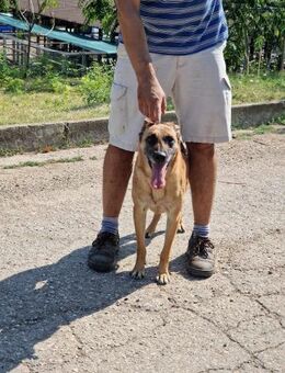 Herz in Not = RUBY 🆘‼️🆘‼️🆘 - München