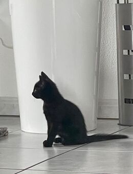 Klein Kater sucht neue Familie - Öhringen