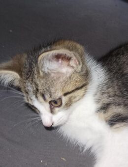Bengal-Mix Kitten - Idar-Oberstein