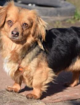 Felia - liebe, zarte, schüchterne Hündin - Lohmar