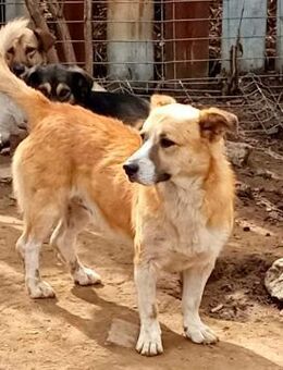 Pitzi, 4 Jahre, sucht seine Menschen - Bochum