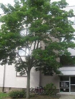 Ansprechendes, individuelles 1-Zimmer-Appartment - Ginsheim-Gustavsburg