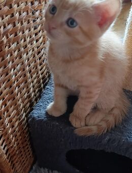 Zuckersüße Kitten - München Aubing-Lochhausen-Langwied