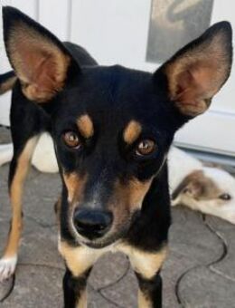 LUMI - zartes, liebes Wesen - Velbert