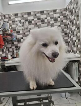 Charlie sucht sein liebevolles Zuhause - Finning