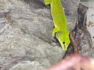 Madagaskar Taggeckos - Eslarn