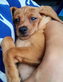 Unser Welpe Charly sucht Zuhause - Pforzheim