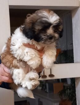Reinrassige Shih-Tzu Welpen 950€, 39606 Osterburg - Osterburg (Altmark)