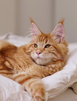 Wunderschöne creme orange w Maine Coon Kitten Kätzchen abgabebereit - Neu Ulm Zentrum