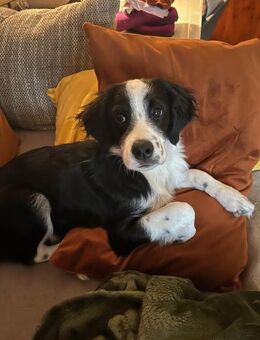 ❤️Nala❤️ sucht ihr für-immer-Zuhause - Freilassing